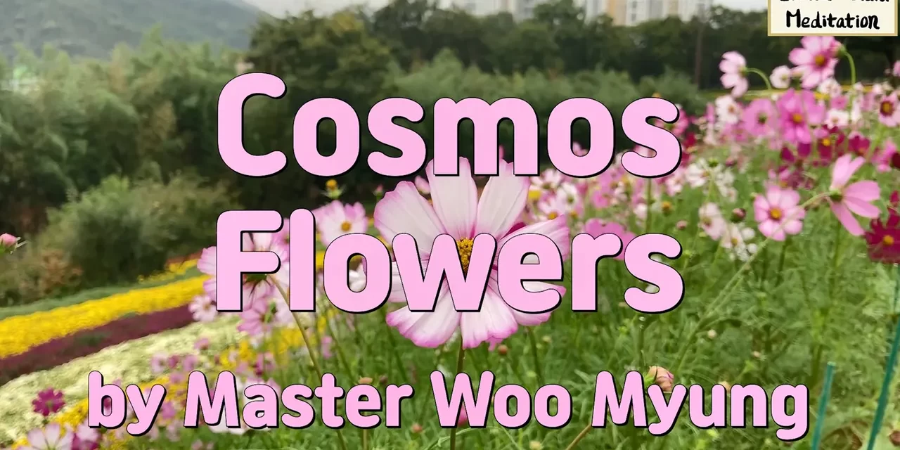 🌸 Cosmos Flowers: Strength in Fragility | Master Woo Myung | Santa Clara Meditation