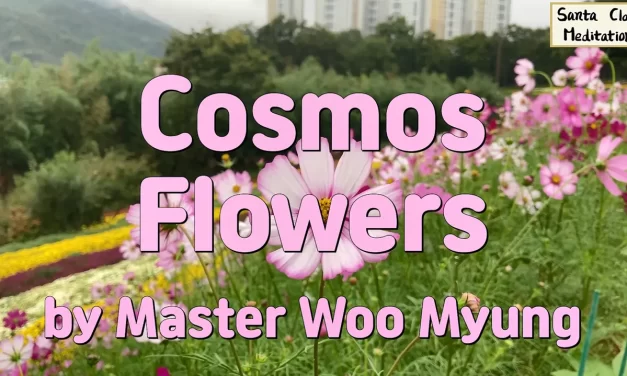 🌸 Cosmos Flowers: Strength in Fragility | Master Woo Myung | Santa Clara Meditation