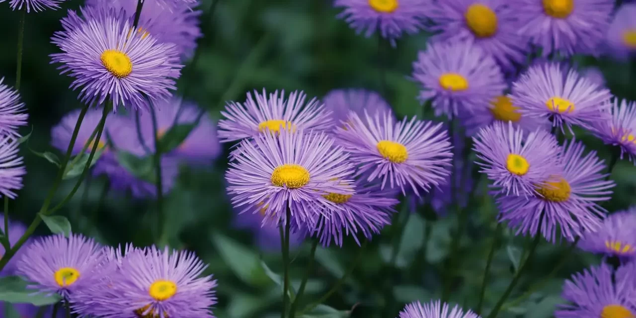 ✨How to Have a Meeting with God, Buddha, Allah – Introduction | Master Woo Myung | Santa Clara Meditation