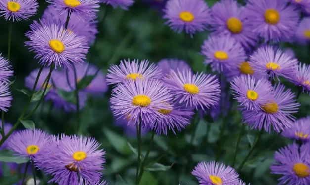 ✨How to Have a Meeting with God, Buddha, Allah – Introduction | Master Woo Myung | Santa Clara Meditation