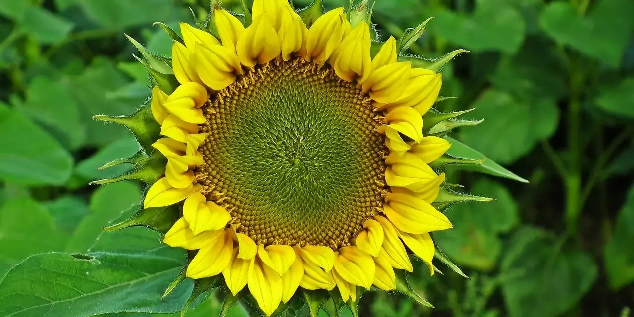 ✨ THE SON OF GOD : Rebirth, Completeness, and Eternal Heaven | Master Woo Myung | Santa Clara Meditation