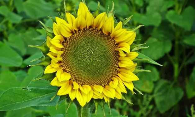 ✨ THE SON OF GOD : Rebirth, Completeness, and Eternal Heaven | Master Woo Myung | Santa Clara Meditation