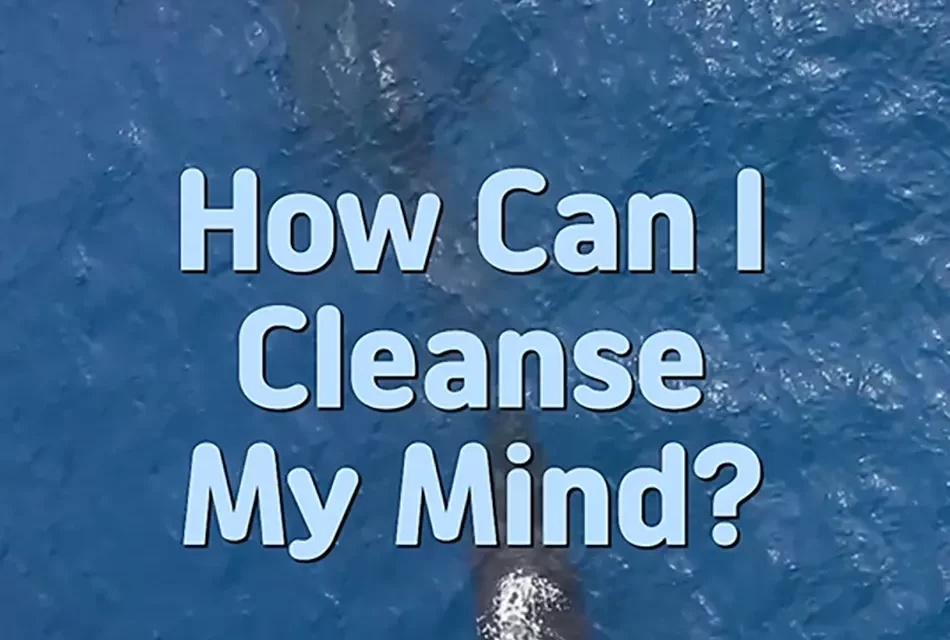 🕊 How Can I Cleanse My Mind? Discarding False Pictures to Awaken to Truth | Master Woo Myung | Santa Clara Meditation
