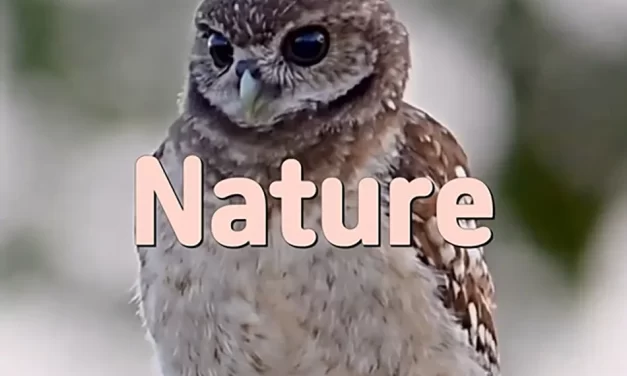 🌳 NATURE: EVERYTHING IN ITS RIGHTFUL PLACE | MASTER WOO MYUNG | SANTA CLARA MEDITATION