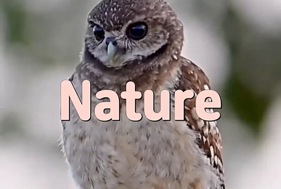 🌳 NATURE: EVERYTHING IN ITS RIGHTFUL PLACE | MASTER WOO MYUNG | SANTA CLARA MEDITATION