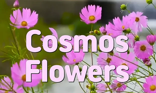 🌸 COSMOS FLOWERS: STRENGTH IN BEAUTY AND RESILIENCE | MASTER WOO MYUNG | SANTA CLARA MEDITATION