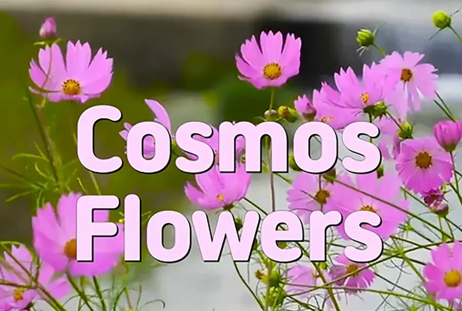 🌸 COSMOS FLOWERS: STRENGTH IN BEAUTY AND RESILIENCE | MASTER WOO MYUNG | SANTA CLARA MEDITATION