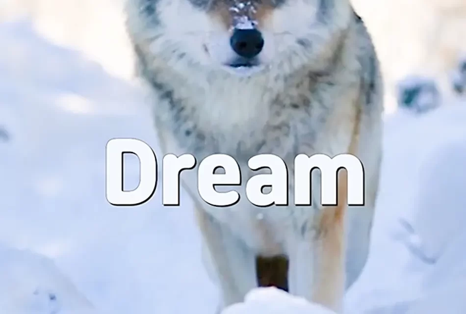 🌌 Dream: Understanding Life as a Futile Illusion and Seeking True Value | Master Woo Myung | Santa Clara Meditation