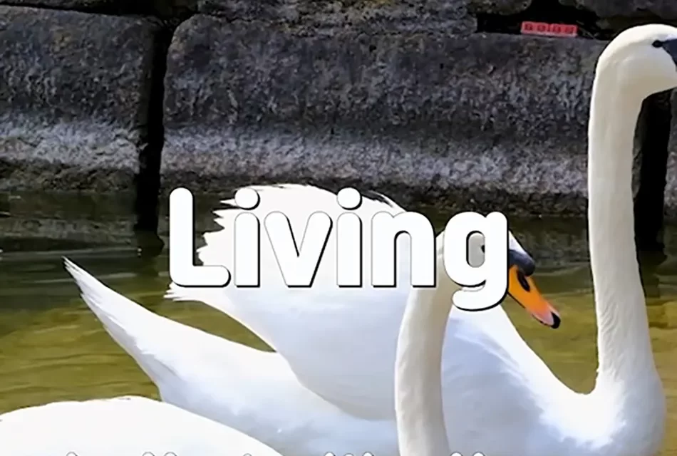 🌿 LIVING: BREAKING FREE FROM WORRIES AND RETURNING TO NATURE’S FLOW | MASTER WOO MYUNG | SANTA CLARA MEDITATION