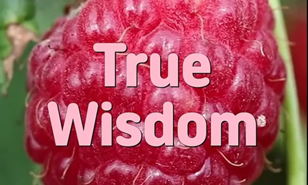 🦉 TRUE WISDOM: KNOWING TRUTH BEYOND DELUSION | MASTER WOO MYUNG | SANTA CLARA MEDITATION