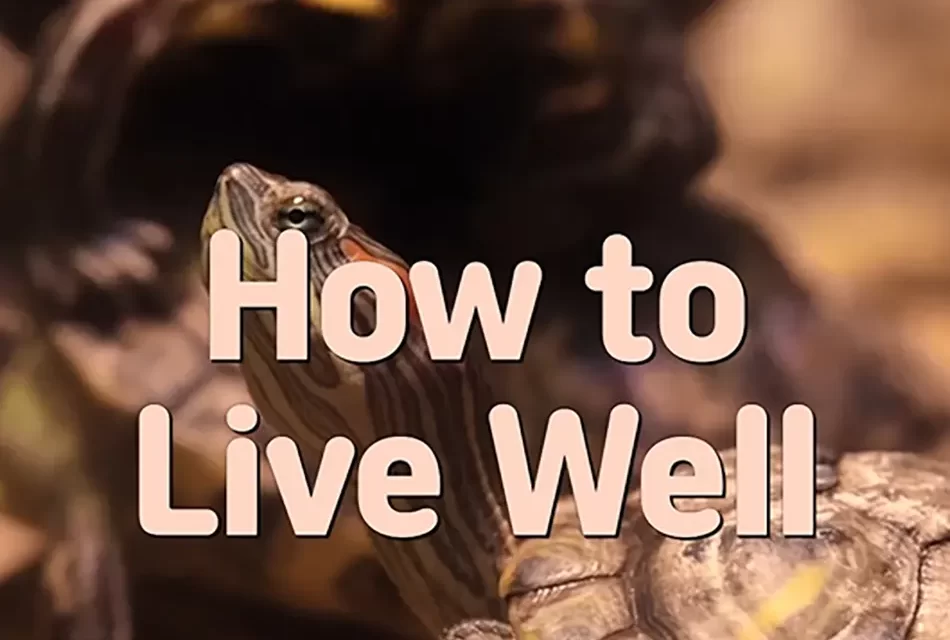 🌱 HOW TO LIVE WELL: THE WAY OF TRUTH AND NATURE’S FLOW | MASTER WOO MYUNG | SANTA CLARA MEDITATION