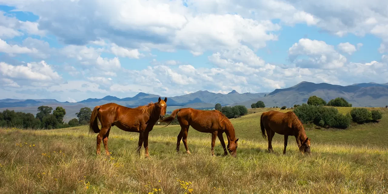 🌟 Only Truth Can Make Truth: origin universe salvation human completion | Master Woo Myung | Santa Clara Meditation