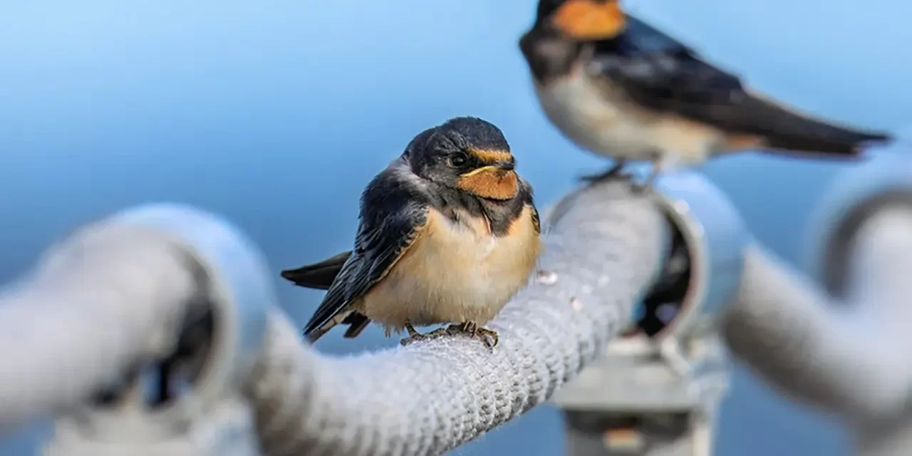 😇 What Do Angels Do in Heaven and What Do They Look Like | Master Woo Myung | Santa Clara Meditation