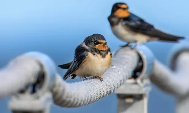 😇 What Do Angels Do in Heaven and What Do They Look Like | Master Woo Myung | Santa Clara Meditation