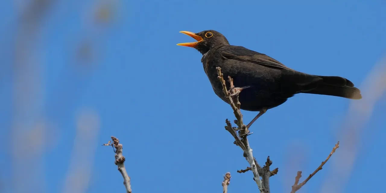🌍 The Age of Human Completion: paradise liberation eternal heaven | Master Woo Myung | Santa Clara Meditation