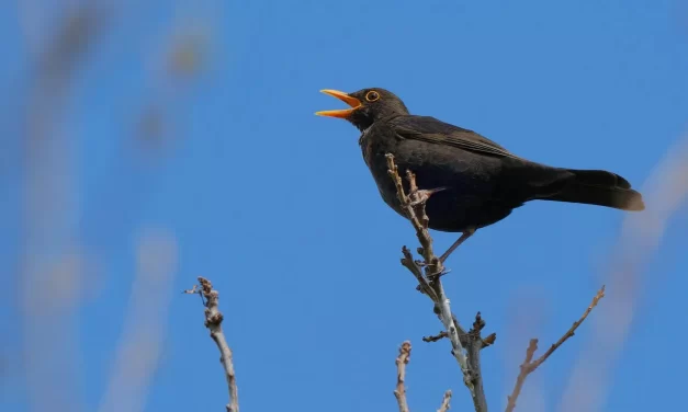 🌍 The Age of Human Completion: paradise liberation eternal heaven | Master Woo Myung | Santa Clara Meditation