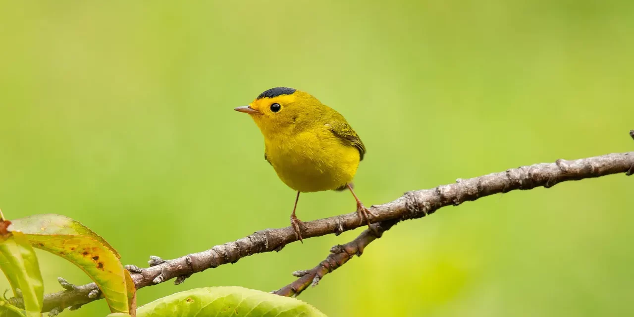 ✨ A Person Who Is False Cannot Become Truth Unless He Repents: repentance rebirth truth | Master Woo Myung | Santa Clara Meditation