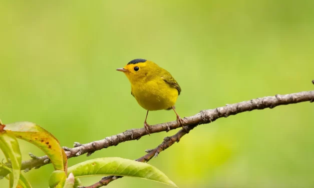 ✨ A Person Who Is False Cannot Become Truth Unless He Repents: repentance rebirth truth | Master Woo Myung | Santa Clara Meditation