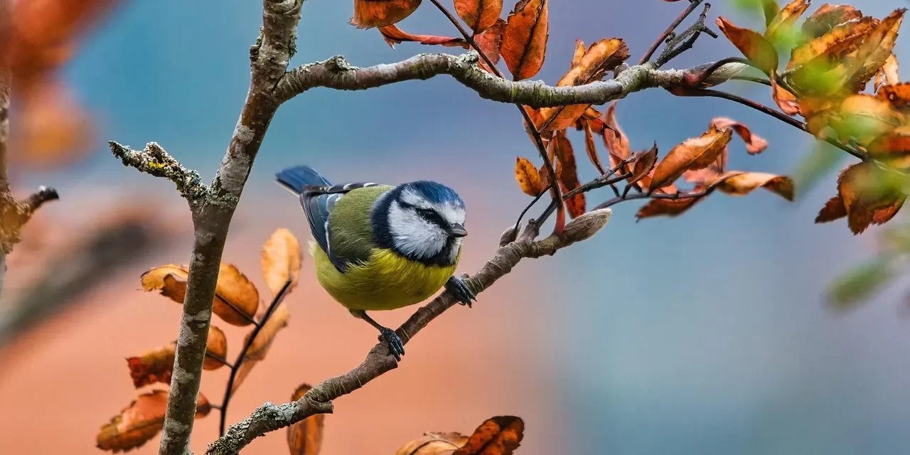🌲 Nature I : Nature Mountains Rivers Ocean Life Shapes | Master Woo Myung | Santa Clara Meditation