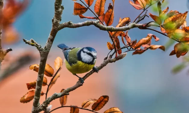 🌲 Nature I : Nature Mountains Rivers Ocean Life Shapes | Master Woo Myung | Santa Clara Meditation