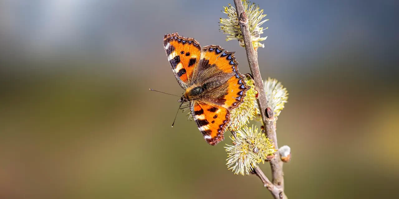 🌟 What Is Enlightenment?: cleansing false mind becoming truth | Master Woo Myung | Santa Clara Meditation