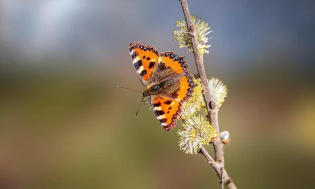 🌟 What Is Enlightenment?: cleansing false mind becoming truth | Master Woo Myung | Santa Clara Meditation