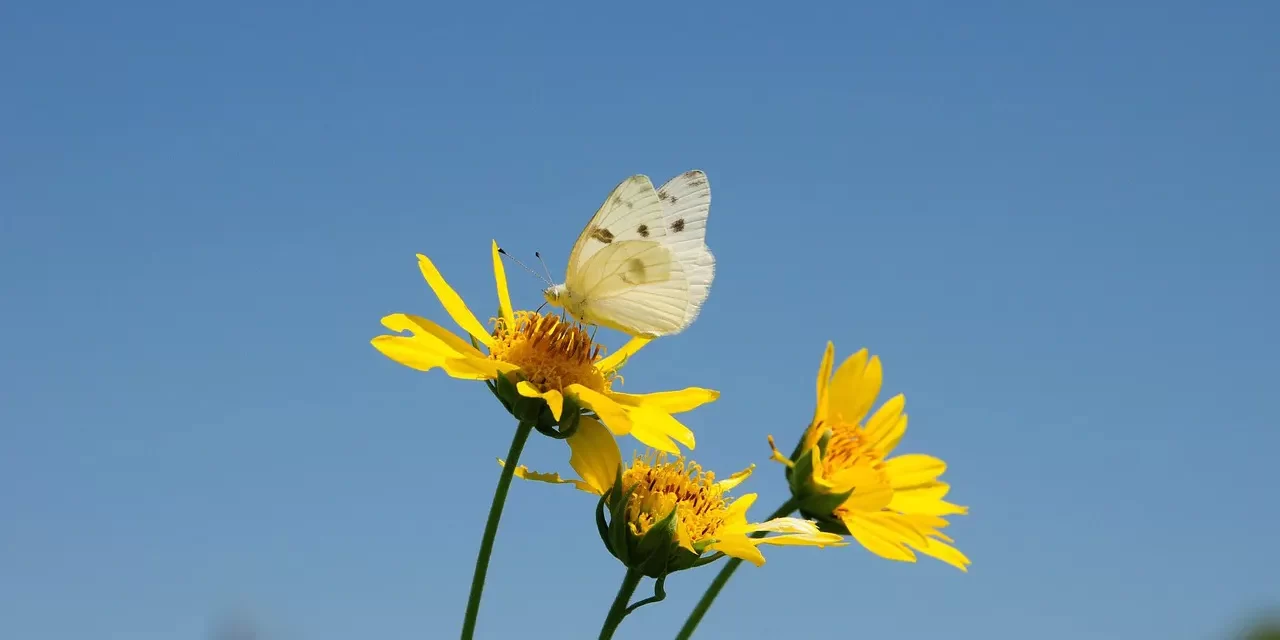 🌌 World Beyond World : True Self Mind God Freedom Liberation | Master Woo Myung | Santa Clara Meditation