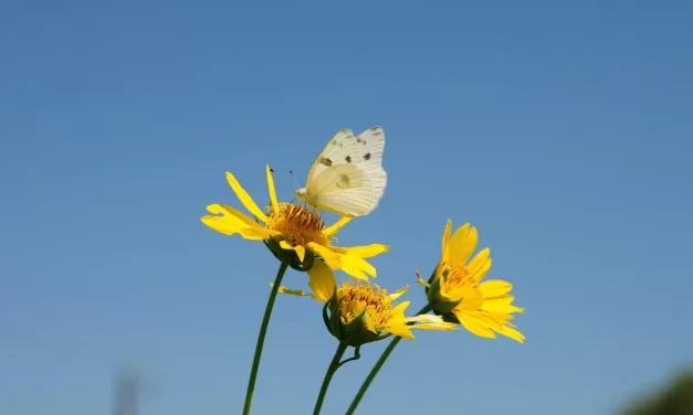 🌌 World Beyond World : True Self Mind God Freedom Liberation | Master Woo Myung | Santa Clara Meditation