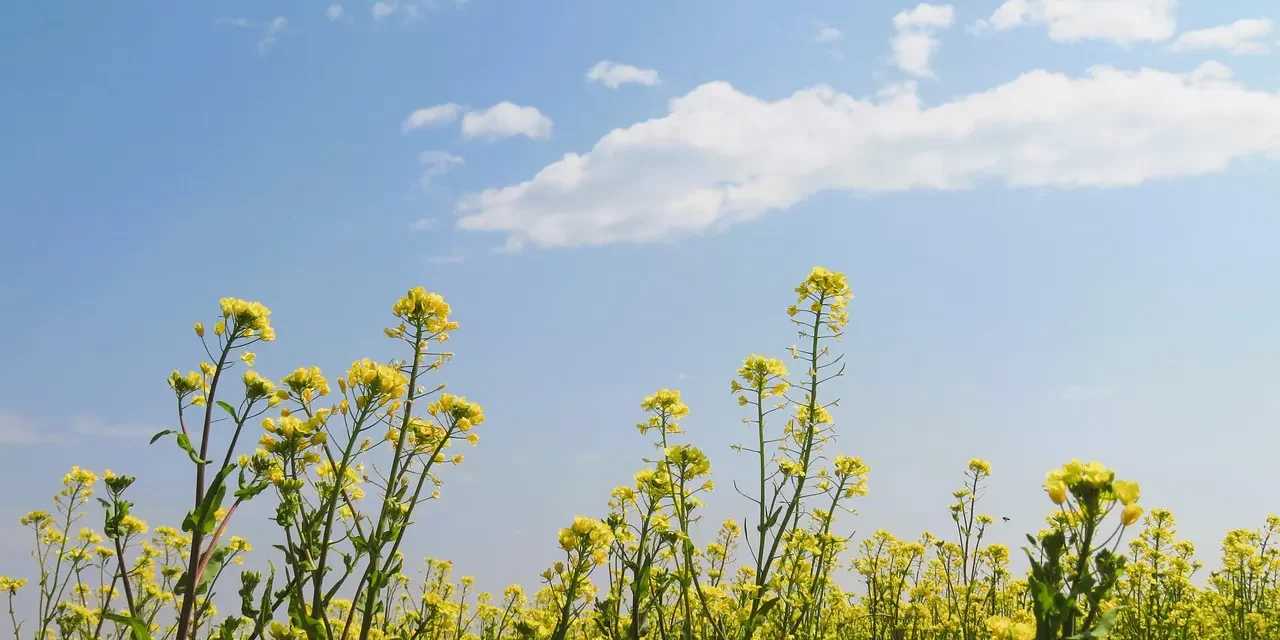 💛 Adada: compassion salvation eternal life | Master Woo Myung | Santa Clara Meditation