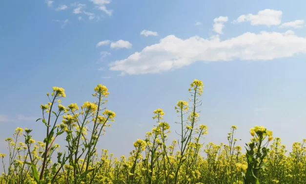 💛 Adada: compassion salvation eternal life | Master Woo Myung | Santa Clara Meditation