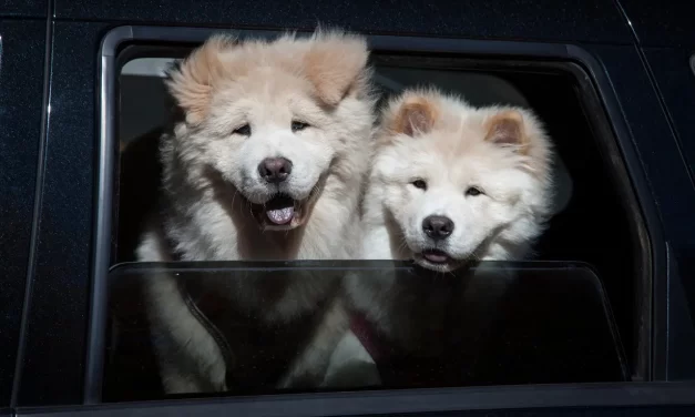 🌸 What Is True Happiness?: freedom liberation nirvana | Master Woo Myung | Santa Clara Meditation