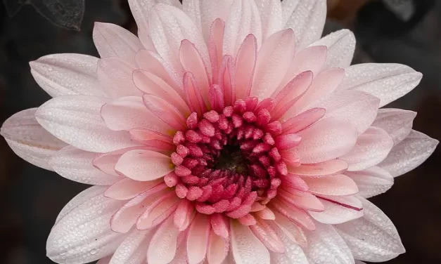 🌿 Let Us Become Complete : Truth Creator Buddha God Rebirth Enlightenment Eternal Life | Master Woo Myung | Santa Clara Meditation