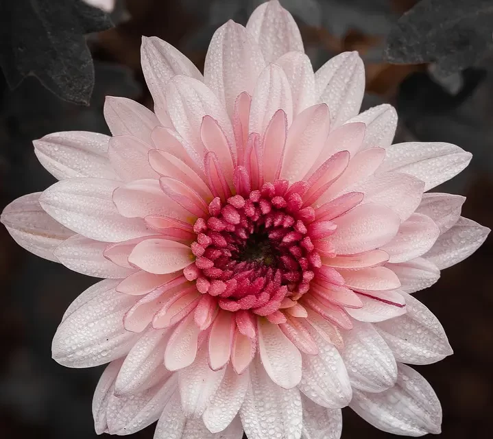 🌿 Let Us Become Complete : Truth Creator Buddha God Rebirth Enlightenment Eternal Life | Master Woo Myung | Santa Clara Meditation