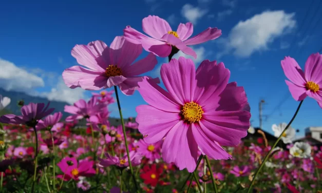 🌸 Cosmos Flowers: strength endurance gratitude | Master Woo Myung | Santa Clara Meditation