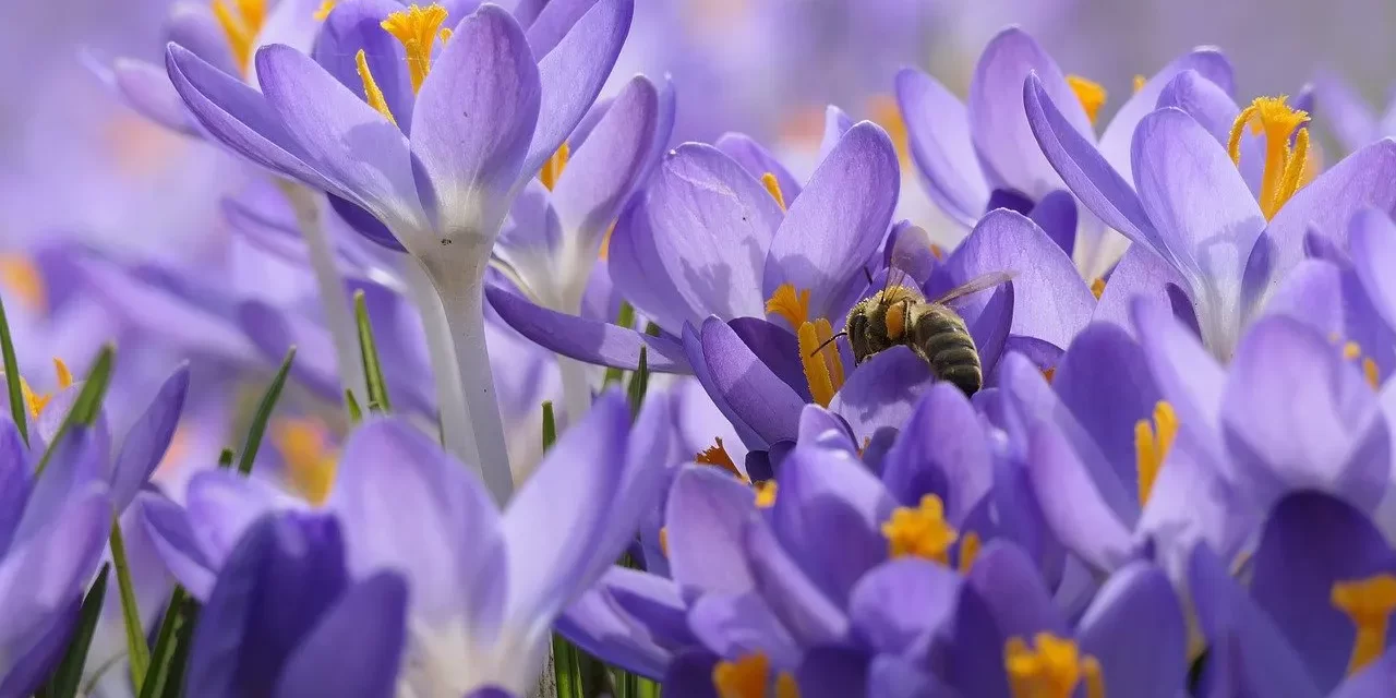 🌟 Enlightenment I : Enlightenment Truth Emptiness Eternal Self Dream | Master Woo Myung | Santa Clara Meditation