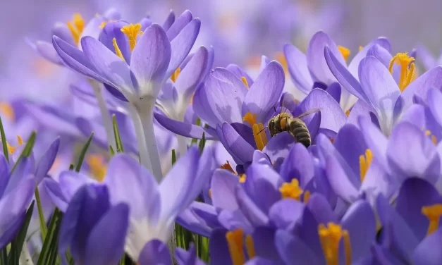 🌟 Enlightenment I : Enlightenment Truth Emptiness Eternal Self Dream | Master Woo Myung | Santa Clara Meditation