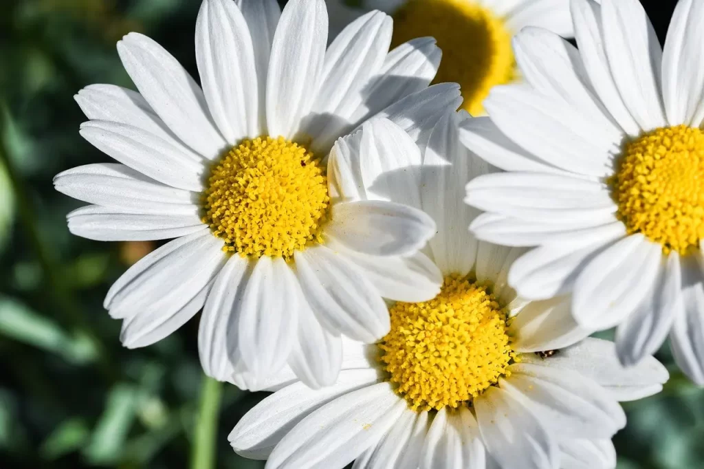 Unity of world religions and nations through Truth – teaching of Master Woo Myung