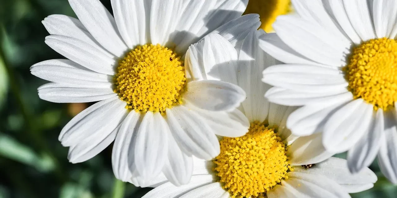 🌍 What Is the Solution the World to Become One? : Solution World One Truth God Buddha Allah Religion | Master Woo Myung | Santa Clara Meditation