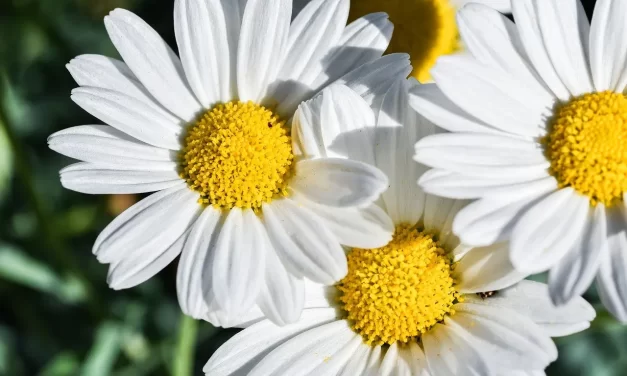 🌍 What Is the Solution the World to Become One? : Solution World One Truth God Buddha Allah Religion | Master Woo Myung | Santa Clara Meditation