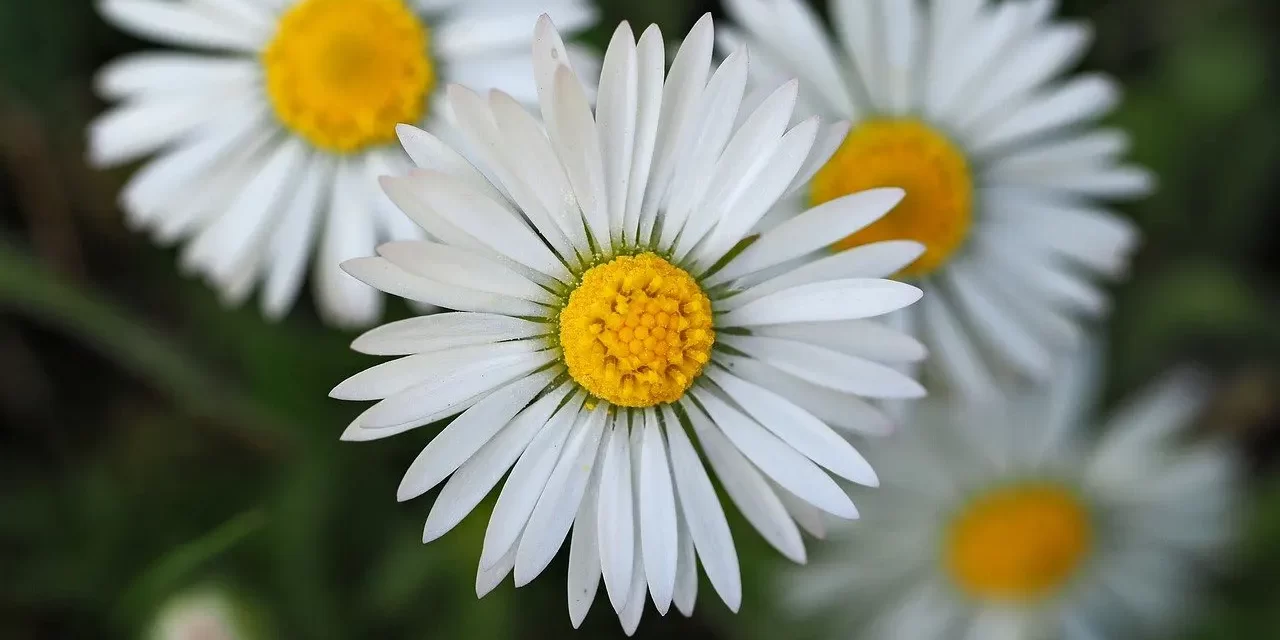 🌍 THE END OF THE WORLD: AWAKENING TO THE NEW HEAVEN AND EARTH THROUGH TRUTH AND THE MIND OF GOD | MASTER WOO MYUNG | SANTA CLARA MEDITATION