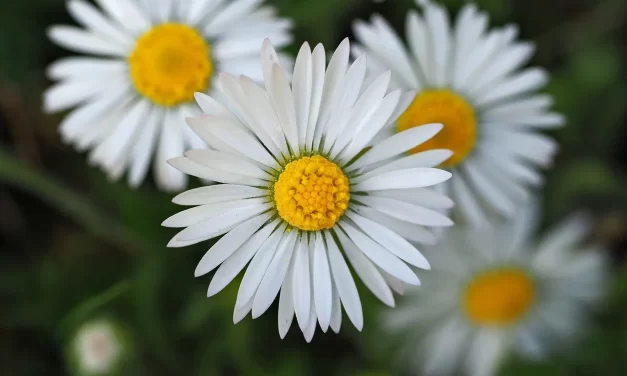 🌍 THE END OF THE WORLD: AWAKENING TO THE NEW HEAVEN AND EARTH THROUGH TRUTH AND THE MIND OF GOD | MASTER WOO MYUNG | SANTA CLARA MEDITATION