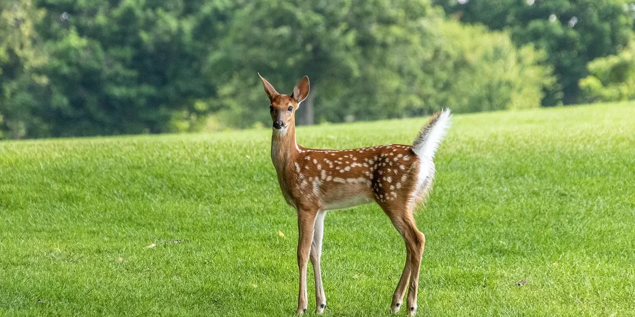 🌌 What Is Life?: rebirth truth land of life | Master Woo Myung | Santa Clara Meditation