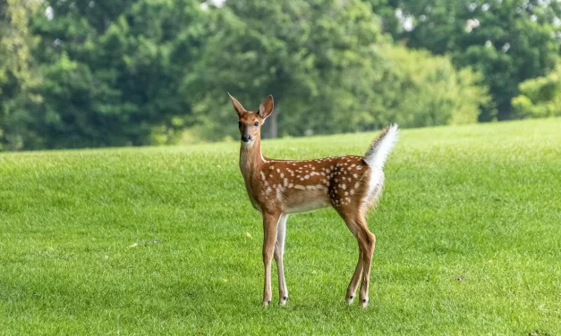 🌌 What Is Life?: rebirth truth land of life | Master Woo Myung | Santa Clara Meditation