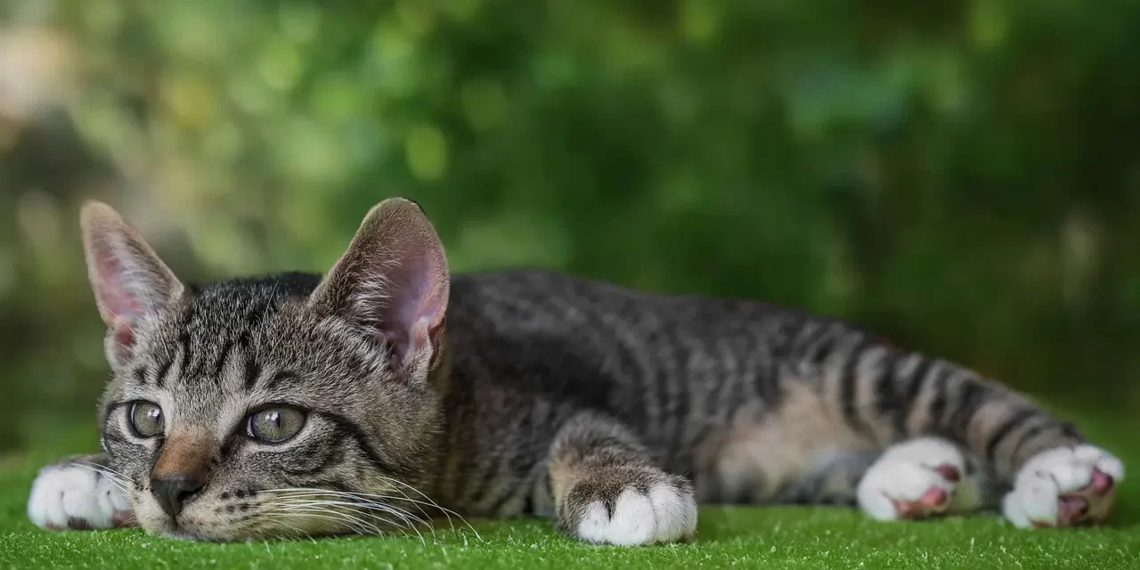 🔥 Memories: karma past lives liberation | Master Woo Myung | Santa Clara Meditation