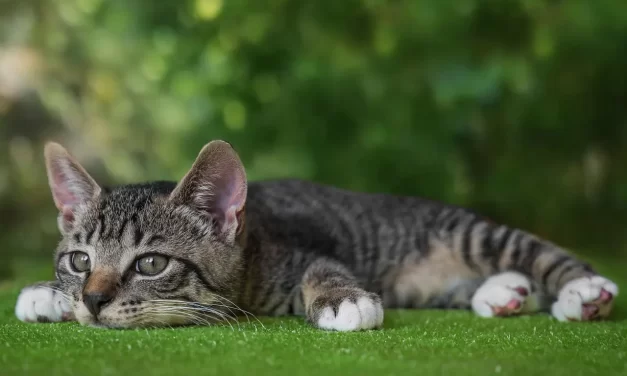 🔥 Memories: karma past lives liberation | Master Woo Myung | Santa Clara Meditation