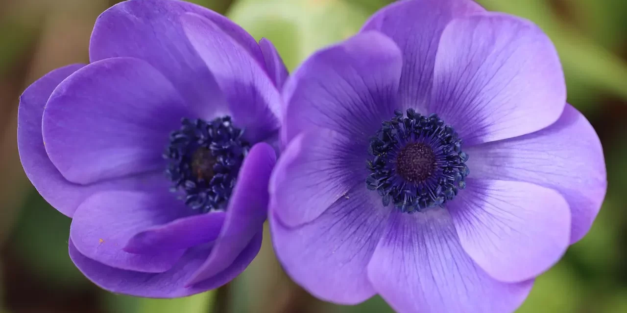 🌱 To Be Alive: true life eternal mind rebirth | Master Woo Myung | Santa Clara Meditation