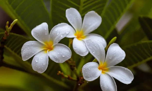 🌠 A Person Can Go to Heaven Only When He Becomes Truth While He Is Living: human completion resurrection eternal life | Master Woo Myung | Santa Clara Meditation