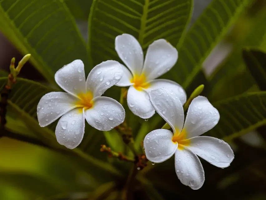 ๐ A Person Can Go to Heaven Only When He Becomes Truth While He Is Living: human completion resurrection eternal life | Master Woo Myung | Santa Clara Meditation