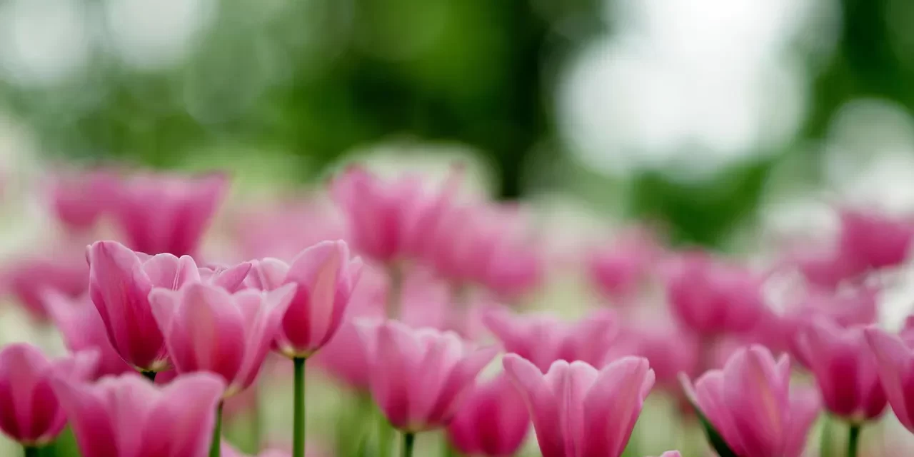 🌠 Eternal Life and Heaven: truth paradise rebirth infinite universe | Master Woo Myung | Santa Clara Meditation