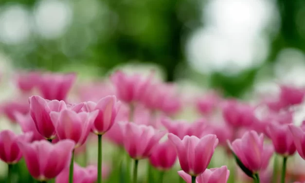 🌠 Eternal Life and Heaven: truth paradise rebirth infinite universe | Master Woo Myung | Santa Clara Meditation